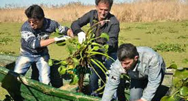 عکس گل شیطان بنفش
