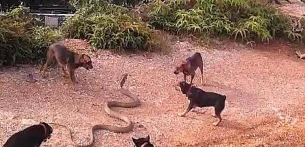 عکس سگ وحشی ترین