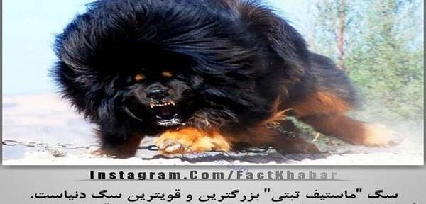 عکس سگ وحشی ترین