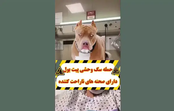عکس سگ پیت بول خوشگل