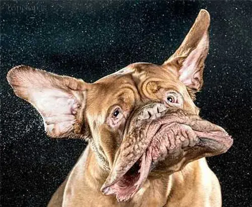 عکس هاپو زشت