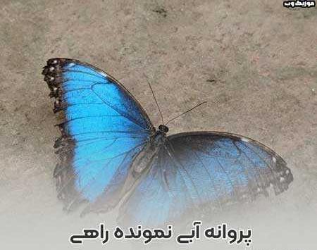 عکس پروانه گلچین
