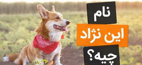 عکس انواع سگ پاکوتاه پشمالو