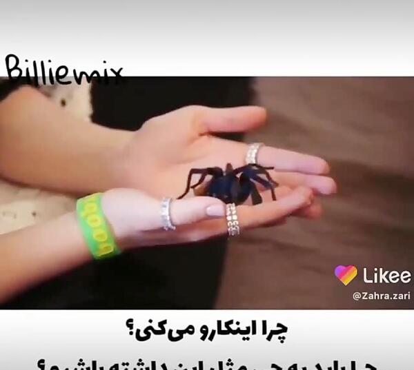 عکس عنکبوت بیلی ایلیش