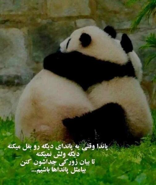 عکس بغل پاندا