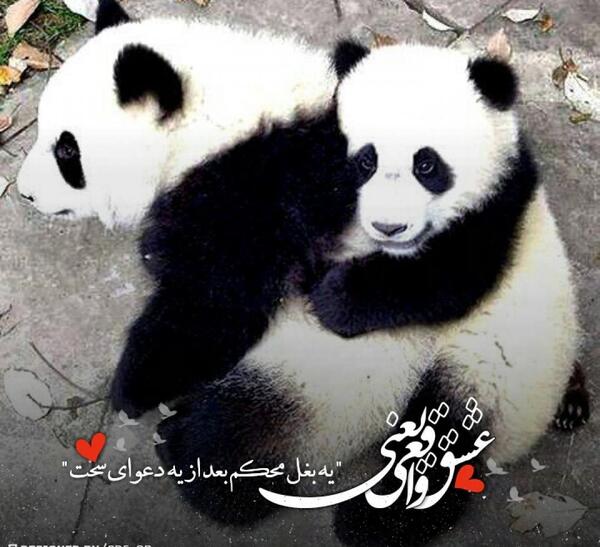 عکس بغل پاندا