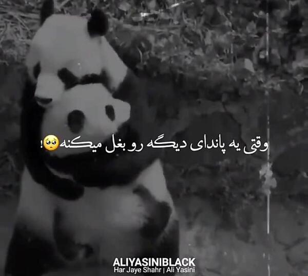 عکس بغل پاندا