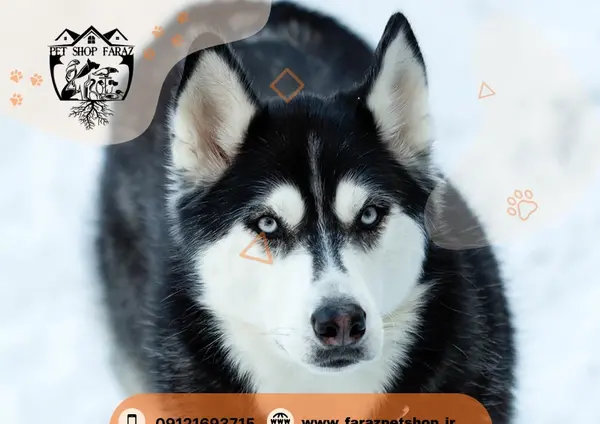 عکس زیباترین سگ هاسکی دنیا