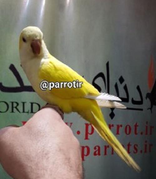 عکس طوطی راهب