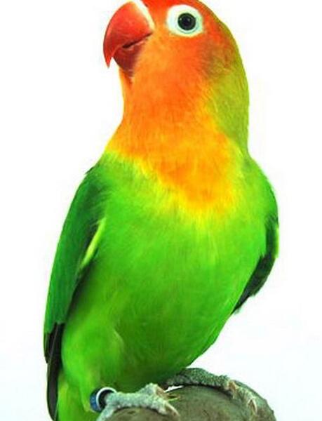 عکس طوطی راهب