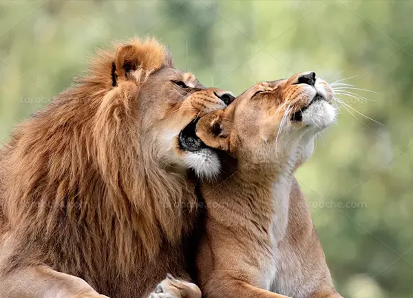 عکس شیر نر و ماده