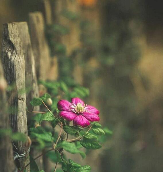 عکس نوشته زیبایی طبیعی