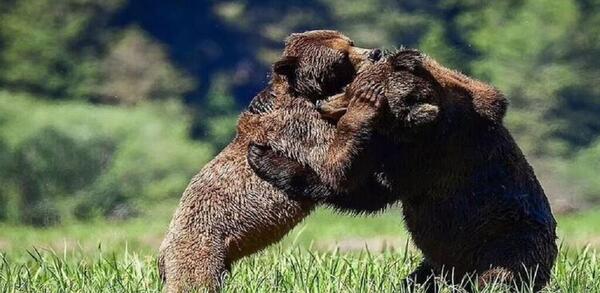 عکس نوشته خرس قهوه ای