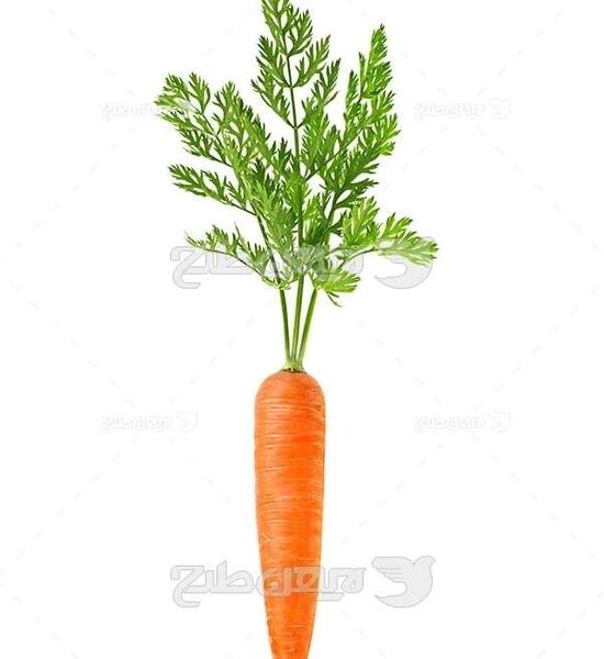 عکس فانتزی هویج