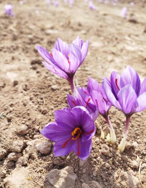 عکس زعفران برای تبلیغات