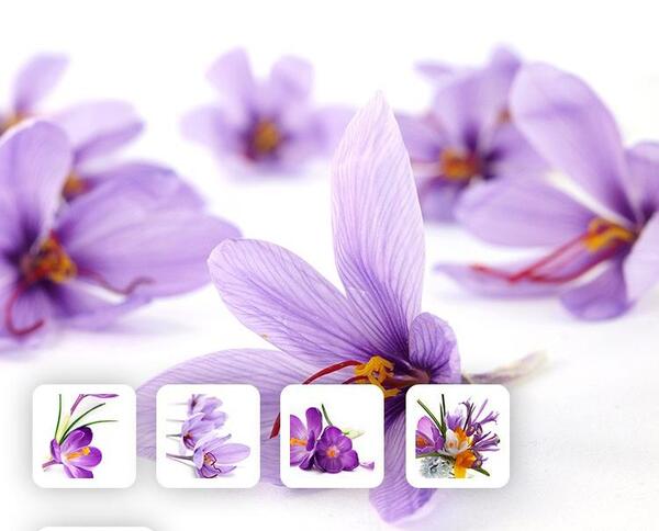 عکس زعفران برای تبلیغات