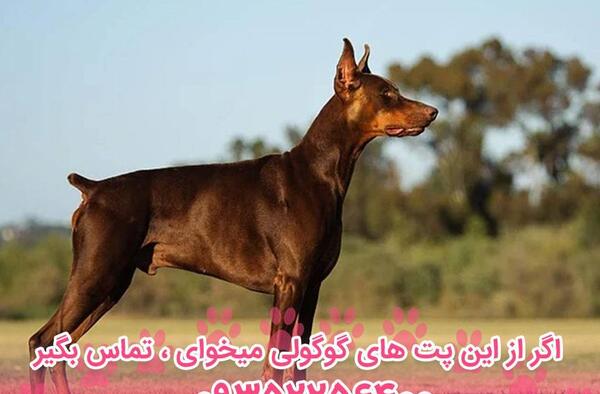 عکس سگ ژرمن دوبرمن وحشی