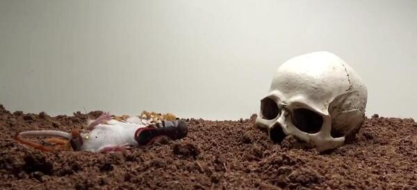 عکس شیطان ماسه ی
