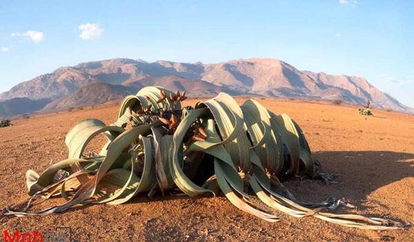 عکس شیطان ماسه ی