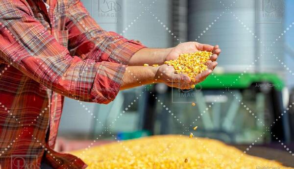 عکس سیلوی ذرت