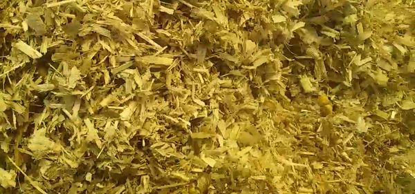 عکس سیلوی ذرت