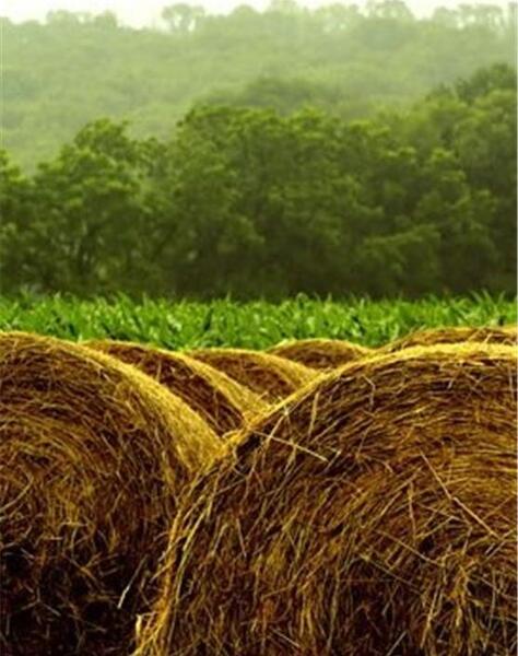 عکس سیلوی ذرت