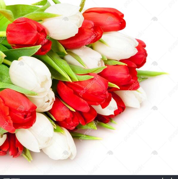 عکس گل زیبای لاله