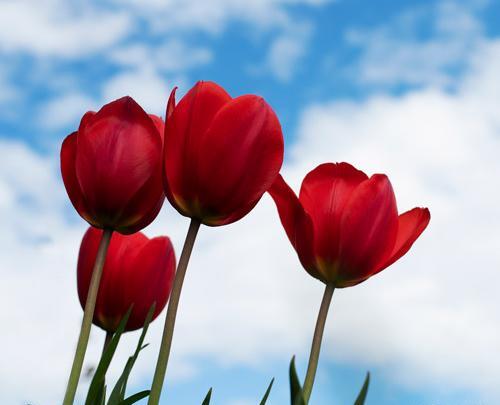 عکس گل زیبای لاله