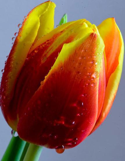 عکس گل زیبای لاله