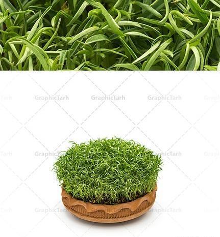 عکس پروفایل سبزه عید