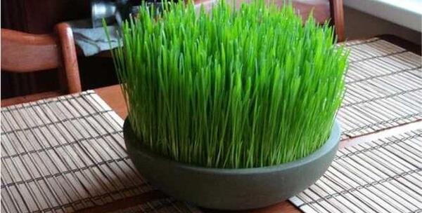 عکس پروفایل سبزه عید
