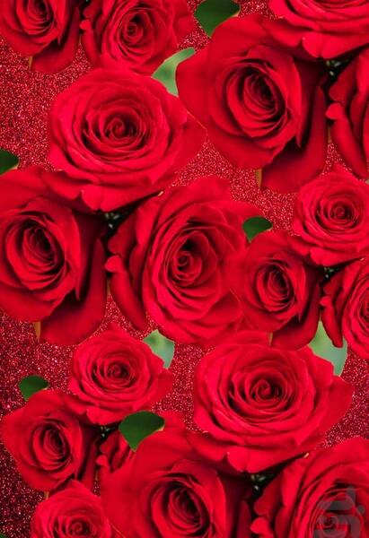 عکس گل رز برای پس زمینه