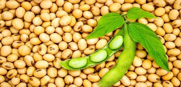 عکس عصاره سویا