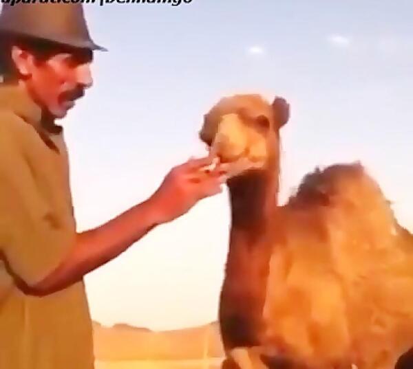 عکس سیگار خر