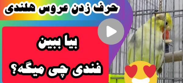 عکس عروس هلندی که حرف بزنه