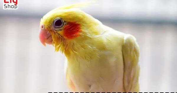 عکس عروس هلندی که حرف بزنه