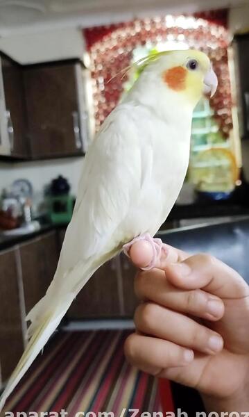 عکس عروس هلندی که حرف بزنه