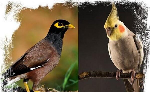 عکس عروس هلندی که حرف بزنه