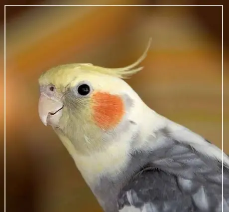 عکس عروس هلندی که حرف بزنه