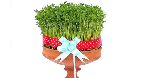 عکس ظرف سبزه