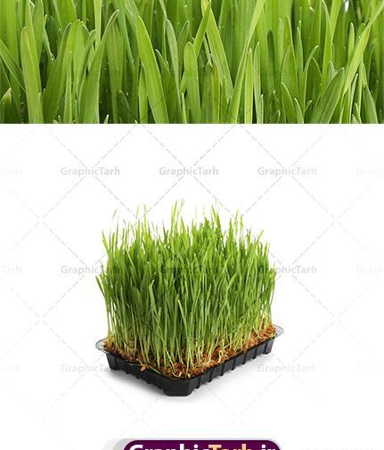عکس ظرف سبزه