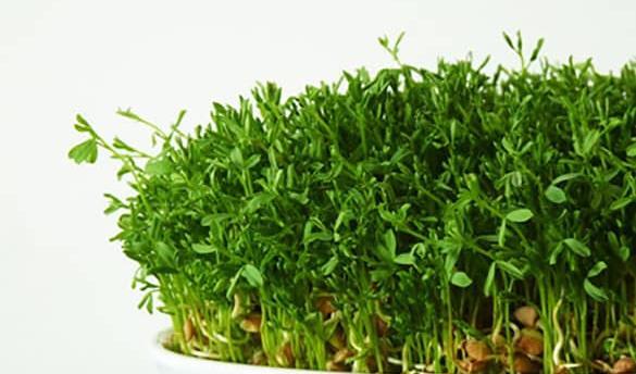 عکس ظرف سبزه