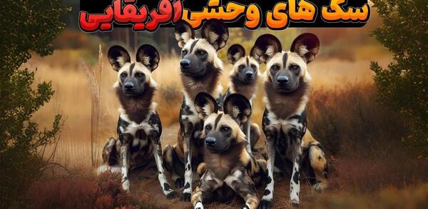 عکس سگ وحشی مرد