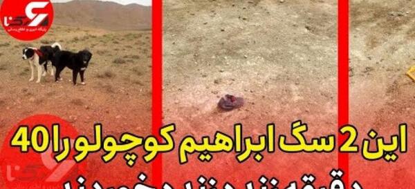 عکس سگ وحشی مرد