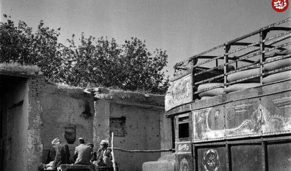 عکس گرگ واقعی در ایران