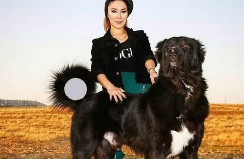 عکس سگهای سرابی جدید
