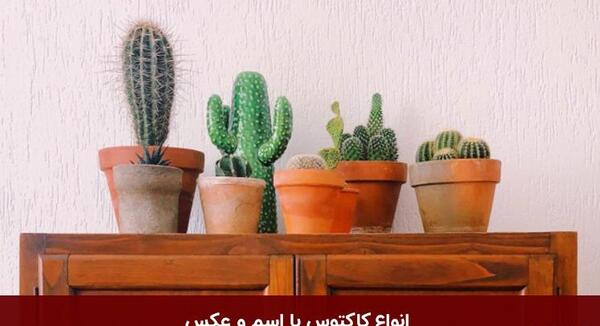 عکس کاکتوس که حرف میزنه
