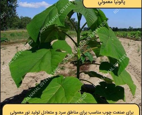 عکس درخت بیدمشک در ایران