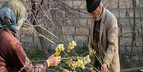 عکس درخت بیدمشک در ایران