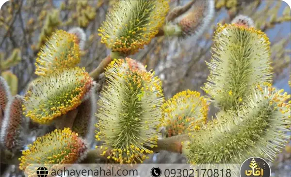 عکس درخت بیدمشک در ایران
